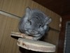 9 мес