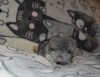 1,5нед.