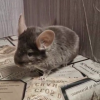 сестрица Аленушка КЖ