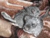 С братиком стандартом.