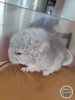 Карамелька Фауна Сам
