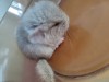 Возраст неделя
