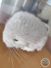 Клеопатра Фауна Сам