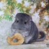 Чжан Цзе