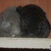 Кийоко