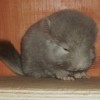 Кохана
