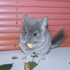 Клим