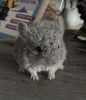1 мес