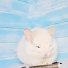 Чел Чин Прима