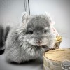 Чингиз