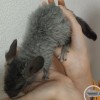 СИ Хэзер рекс