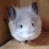 Мистер Вайт