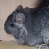 Амариллис