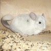 Лакоста