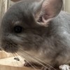 Альхена