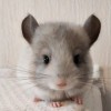 Лилибет Ван Флаффи Фан