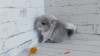 1 месяц