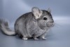 4,5 мес