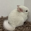 Елисей 