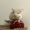 Карамелька 