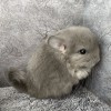 Луария Шуш