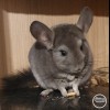 Марго
