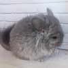 Фиона МХ