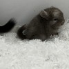 Хисенок Денисовна носитель рекс