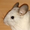 Ларсен НР