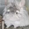 АС Кларанс РЕКС
