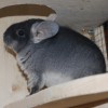 Граф