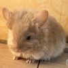 Мизу