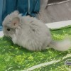 Зефирчик