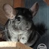 Элвис