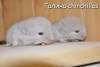 Баливия
