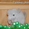 Валли