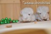 Валли