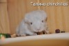 Валли