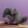 Кизил