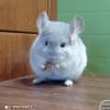 Арни