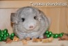 Экзотика