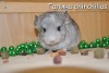 Экзотика