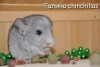 Экзотика