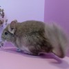 Лимонник