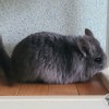 Квиточка