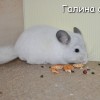 Петти