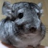 Фунтик