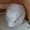 Дэн Стич Рекс