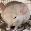 Лола