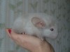 1 мес